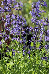 Nepeta 'Souvenir d' Andre Chaudron'