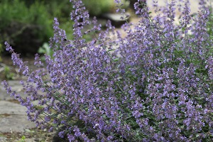 Nepeta 'Walker's Low'