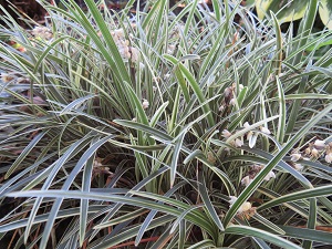 Ophiopogon japonicus 'Hakuryu' ('Pam Harper')