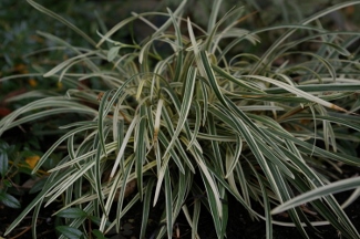 Ophiopogon japonicus 'Hakuryu' ('Pam Harper')