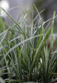 Ophiopogon japonicus 'Kijimafukiduma'