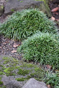 Ophiopogon japonicus 'Nanus'