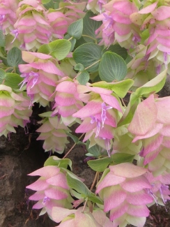 Origanum 'Kent Beauty'