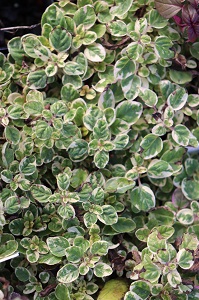 Origanum majorana 'Variegata'