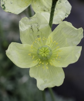 Papaver miyabeanum