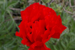 Papaver orientale 'Tango'