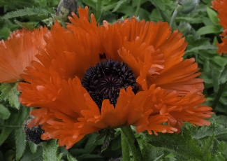 Papaver orientale 'Turken Louis'