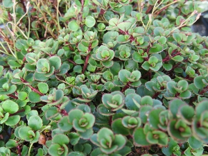 Parahebe olsenii