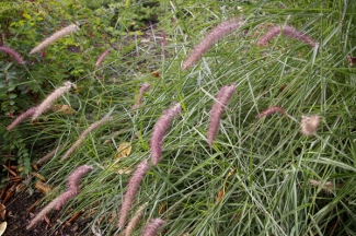 Pennisetum 'Karly Rose'