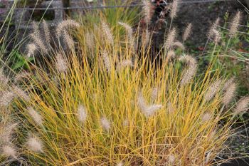 Pennisetum alopecuroides 'Hameln'