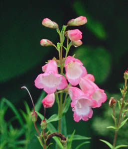 Penstemon 'Apple Blossom'