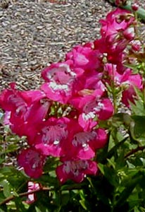 Penstemon 'Bev Jensen'