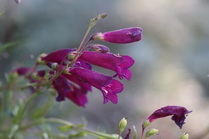 Penstemon 'Blackbird'