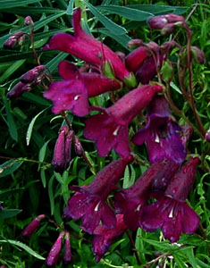 Penstemon 'Blackbird'