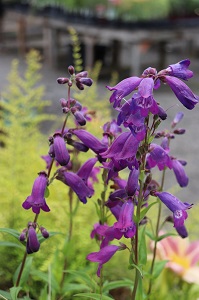 Penstemon 'Blue Midnight'