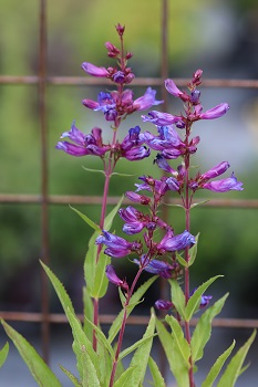 Penstemon 'Catherine de la Mare'