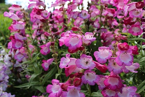 Penstemon 'Cerise Kissed'