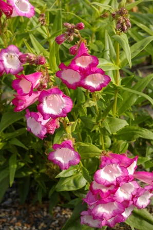 Penstemon 'Cerise Kissed'