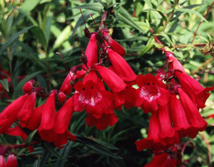 Penstemon 'Cherry Glow'