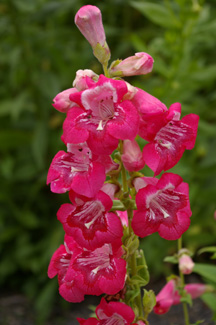 Penstemon 'Coral Flair'