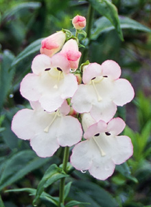 Penstemon 'Coral Kissed'