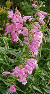 Penstemon 'Elizabeth Cozzens'