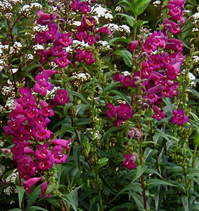 Penstemon 'Enor'