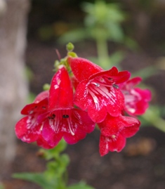 Penstemon 'Flamingo'