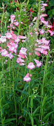 Penstemon 'Garden Star'