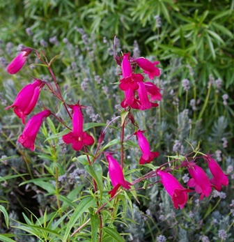 Penstemon 'Garnet'