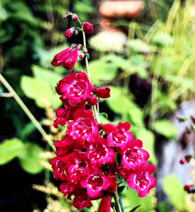 Penstemon 'Geoff Hamilton'