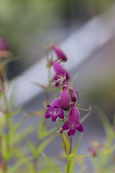 Penstemon 'Ghent'