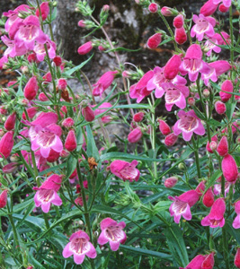 Penstemon 'Gilchrist'