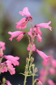 Penstemon 'Hidcote Pink'