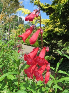 Penstemon 'Joy'