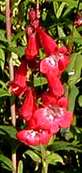 Penstemon 'Joy'