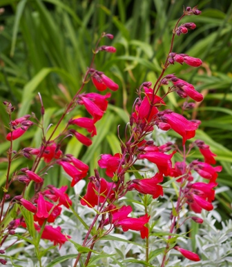 Penstemon 'King George V'