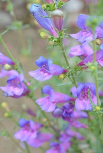 Penstemon 'Magarita BOP'