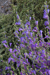Penstemon 'Magarita BOP'