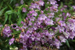 Penstemon 'Mother of Pearl'