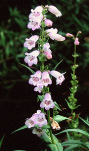 Penstemon 'Mother of Pearl'