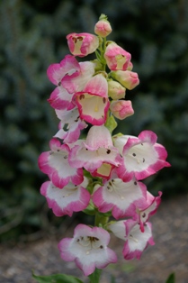 Penstemon 'Osprey'