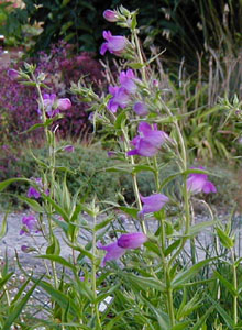 Penstemon 'Papal Purple'