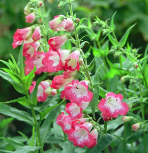 Penstemon 'Pershore Pink Necklace'