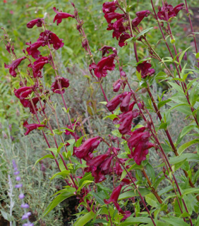 Penstemon 'Purple Giant'