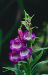 Penstemon 'Purple Passion'