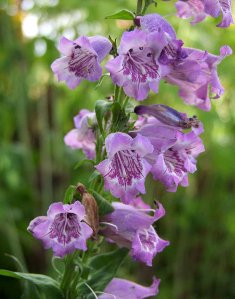 Penstemon 'Purple Tiger'