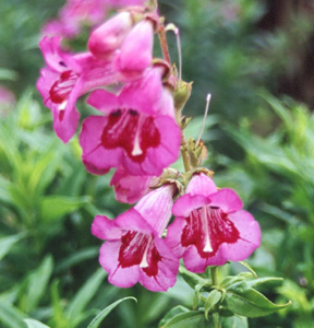 Penstemon 'Raspberry Flair'