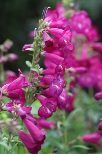 Penstemon 'Raspberry Wine'