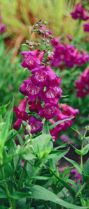 Penstemon 'Raspberry Wine'